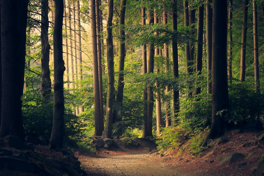 Sunlight passing through a mature forest